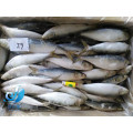 Mariscos del océano del precio bajo pescados ligeros de la sardina del cought